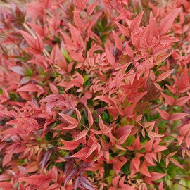 Blooming & Beautiful - Cool Glow Pomegranate Nandina - 3 gal - First Editions - Evergreen Shrub - Lacy Green Foliage - Red Foliage in Fall - Zones 6-9 - Nandina domestica 'ZHNAN53' PPAF - 3 Gallon Pot