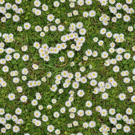 Crafty By Chatham Glyn - Daisy Flowers Floral Fabric by 0.5 Metres 140cm Wide 100% Cotton Digital Craft Fabric Material for Crafts, Quilting, Dressmaking, Sewing, Patchwork (CC426)