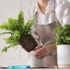 Doter Potting Soil Mix for Fern 2qt, Custom Hand Blended