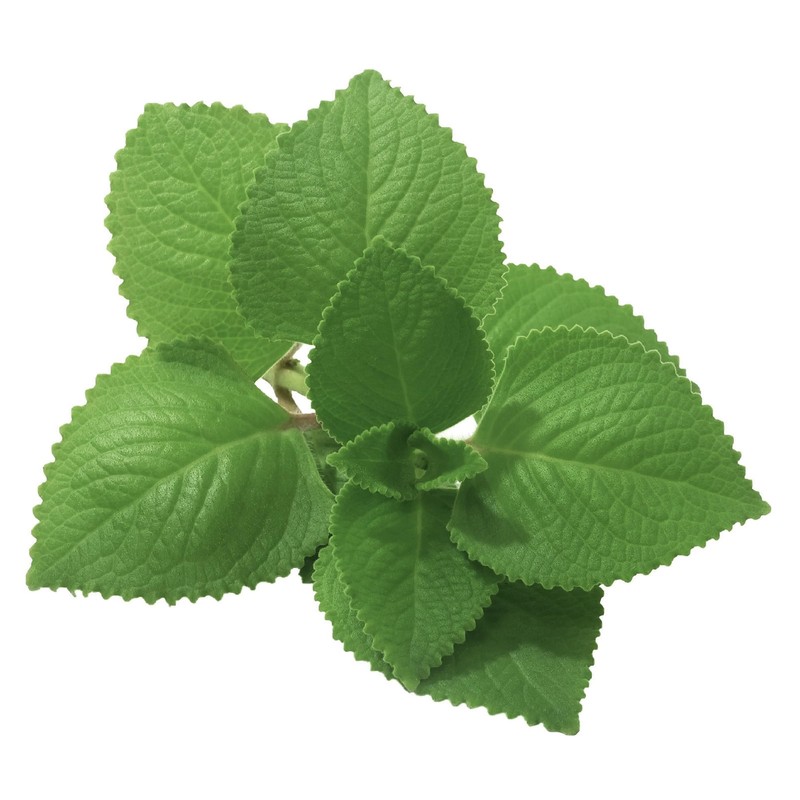 Unpretentious Mexican Oregano, 6.4 oz, Aromatic & Flavorful, Mexican Cuisine,