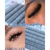 Spikes Lash Clusters 12mm-16mm Lash Clusters with Spikes Fairy