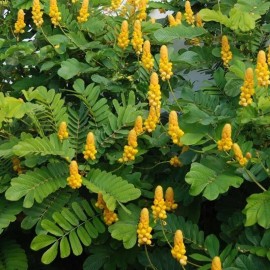 MySeeds.Co Cassia alata (Ringworm Cassia) Tree Seeds, Fuzzy Foliage, Bright Yellow Flowers - 0.5 oz (~ 540 Seeds)
