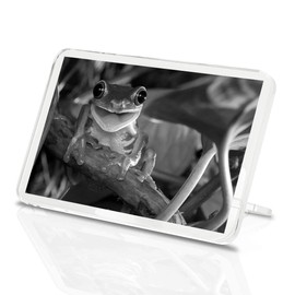 1 x Fridge Magnet - Smiling Frog #36121