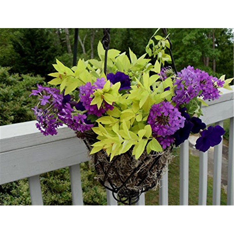 Fresh Spanish Moss for Crafts, displays, Costumes, and Floral Arrangements