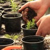 Doter Bonsai Soil Mix 2qt Ready to Use, Organic Bonsai