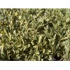 Ligustrum Japonicum Jack Frost Privet - 3 Live Plants -