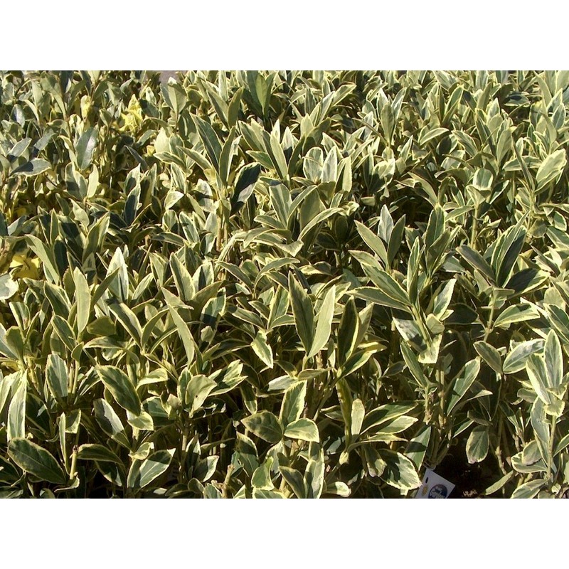 Ligustrum Japonicum Jack Frost Privet - 3 Live Plants -