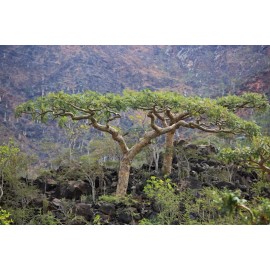 Serendipity Seeds Boswellia Serrata- 10 Garden Seeds!  Indian frankincense