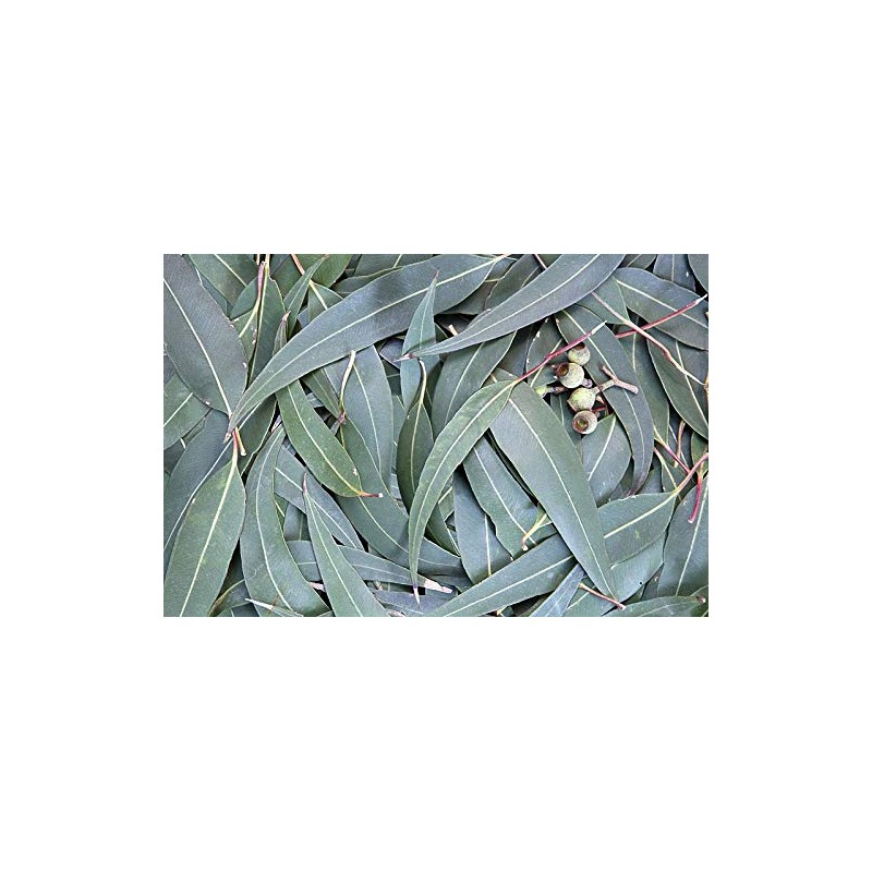 Eucalipto - Aceite Esencial Puro 15 ml - Grado Terapéutico