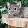 Vivid Arts - Laying Cat Tabby - XRL-DC67-D