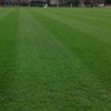 Annual RyeGrass Seed by Eretz - Willamette Valley, Oregon Grown.