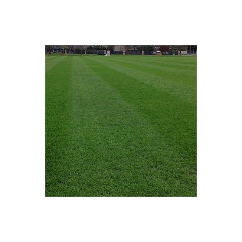 Annual RyeGrass Seed by Eretz - Willamette Valley, Oregon Grown.