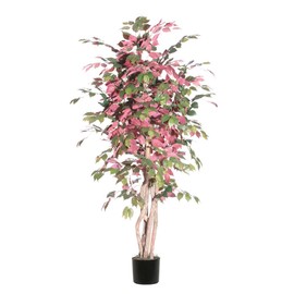 Vickerman Vickerman Everyday 6' Artificial Capensia Executive in a Black Plastic Pot - Real Dragonwood Trunks - Lifelike Home Office Decor - Faux Indoor Potted Tree