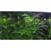 Guppy Grass Live Aquarium Plant - Najas guadalupensis - 3.25