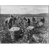 Photo: African Americans Picking Cotton,Southern,c1920,Cotton Plantations,Work