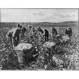 Photo: African Americans Picking Cotton,Southern,c1920,Cotton Plantations,Work
