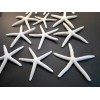 Florida Shells and Gifts 24 White Pencil (Finger) Starfish 4-5"