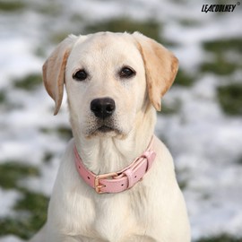 LEACOOLKEY Real Leather Dog Collar for Large Medium Dogs Classic Soft Breathable Waterproof Collars