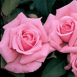 Heirloom Roses Rose Plant - Belinda's Dream Pink Rose Bush, Shrub Live Plant for Planting Outdoors