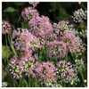 Everwilde Farms - 1 Oz Prairie Onion Native Wildflower Seeds