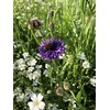 Mountain View Seeds 100571 Shady Wildflowers, Assorted