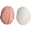 Latest Human Miniature Skull Model, 3-Piece with 2-Piece Human Brain,