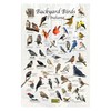 Where's Wildlife Backyard Birds of Indiana Bird Identification Poster (12"