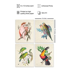 Bird Wall Art - Bird Wall Decor - Tropical Wall Decor - Tropical Birds - Parrot Decorations - Parakeet, Cockatoo, Lovebird, Toucan Wall Art - Birdwatcher Gifts - Vintage Audubon Birds