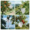 BURMONG 13.8 FT Fruit Picker Tool with Stainless Steel Pole