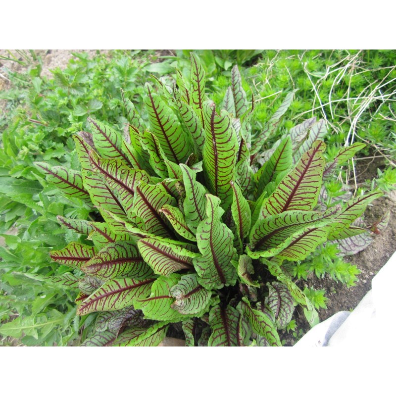 KIRA SEEDS - Seeds Sorrel Bloody Dock - Heirloom Vegetable