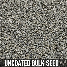 Crooked Bend BigAzz Switchgrass Seed, Bulk RC Big Rock Variety, Extra Tall Drought-Tolerant Native Perennial Grass for Deer Habitat, Bedding Areas, Green Screens & Food Plots (2 pounds)