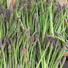 3 Jersey Giant Asparagus Crowns. Perennials in Stock Now and Ready to Plant. Shipped bareroot and Trimmed.
