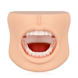 Modelo de dientes con estructura de mejilla, modelo dental de tipodont para demostración de cuidado dental, modelo dental para educación dental y enseñanza