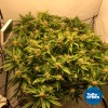 ToDo Hydro Grow Pot Original 2gal DWC Hydro Bucket Kit