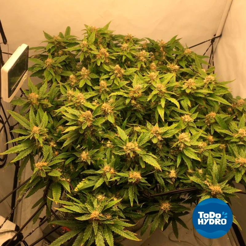 ToDo Hydro Grow Pot Original 2gal DWC Hydro Bucket Kit