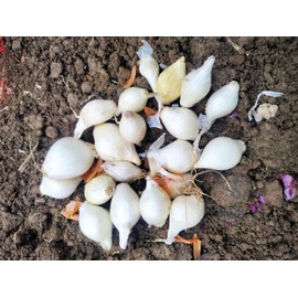 TomorrowSeeds - Snowball White Onion Sets (Starter Bulbs) -4 Pounds | Planting Noon Day Set for Growing Gardening Vegetable Scallion Green Seed 2025
