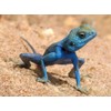 Blue Agama Sinaita Lizard Photo Reptile Photos 8x10