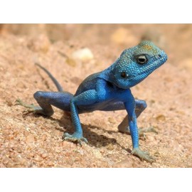 Blue Agama Sinaita Lizard Photo Reptile Photos 8x10