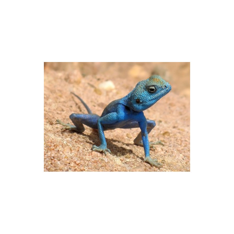 Blue Agama Sinaita Lizard Photo Reptile Photos 8x10