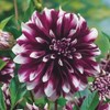 100PCS Mixed Color Dahlia Seeds Gardening Plant Seeds Heirloom