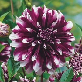 100PCS Mixed Color Dahlia Seeds Gardening Plant Seeds Heirloom