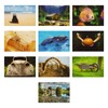 BEST PAPER GREETINGS 4x6 Blank Postcard Set - Photo Postcards