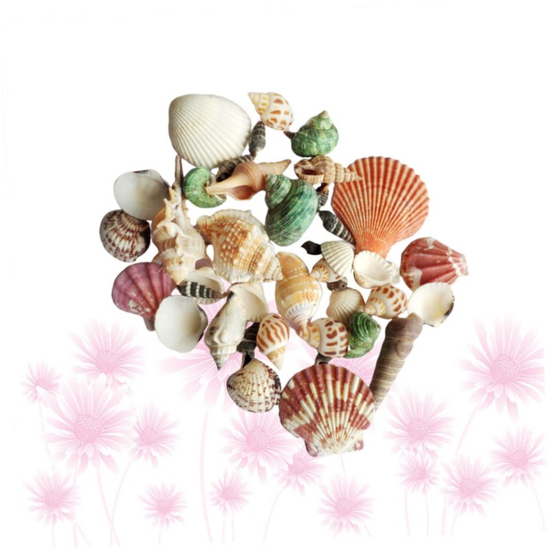 DOITOOL 1pack Natural Shell Conch Fish Tank Landscaping DIY Craft