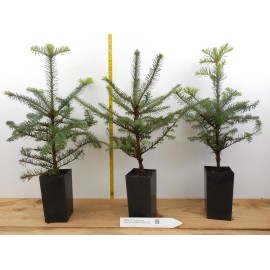 Scenic Hill Farm Abies procera, Noble Fir Trees- Potted 2 year - 5 trees