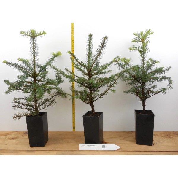 Scenic Hill Farm Abies procera, Noble Fir Trees- Potted 2