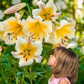 Danny Pleasant Gardens MISS PECULIAR TREE LILY FLOWER BULBS HARDY GROWS 5-7 FEET TALL FRAGRANT BLOOMS!! - 12 BULBS