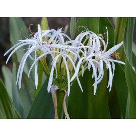 Unbranded White Spider Crinum Lily Amoenum - Giant Flowering - Live Rooted Starter Plant