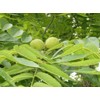 5 BLACK WALNUT SEEDS ( nuts ) - Juglans nigra