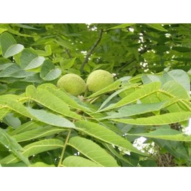 5 BLACK WALNUT SEEDS ( nuts ) - Juglans nigra
