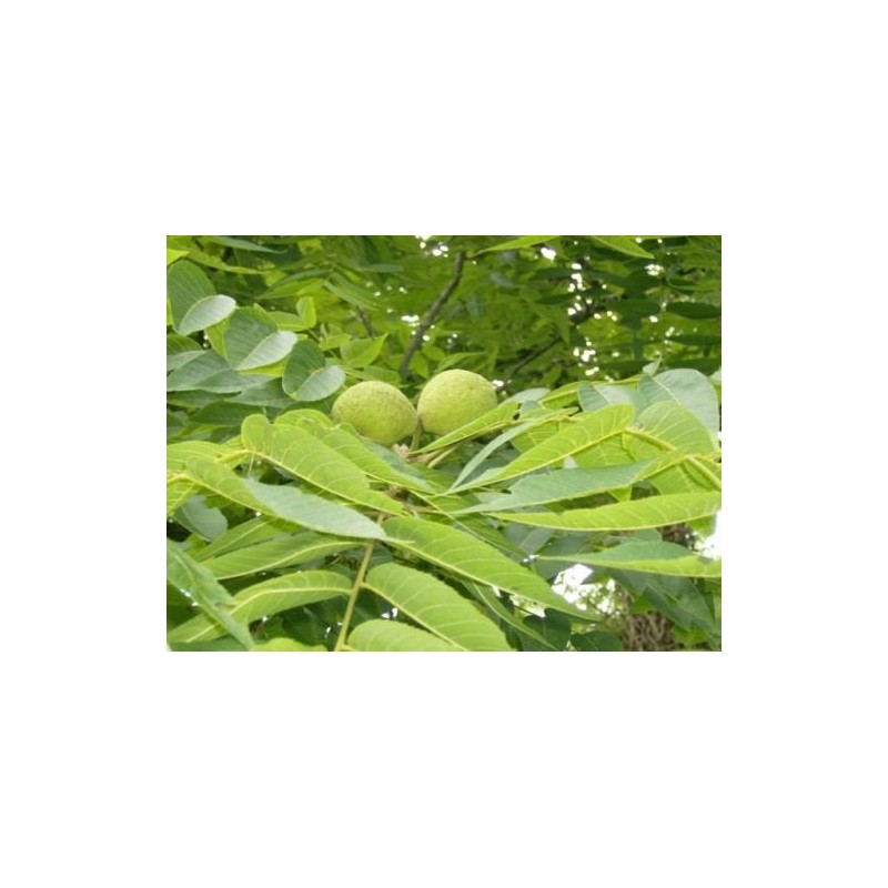 5 BLACK WALNUT SEEDS ( nuts ) - Juglans nigra
